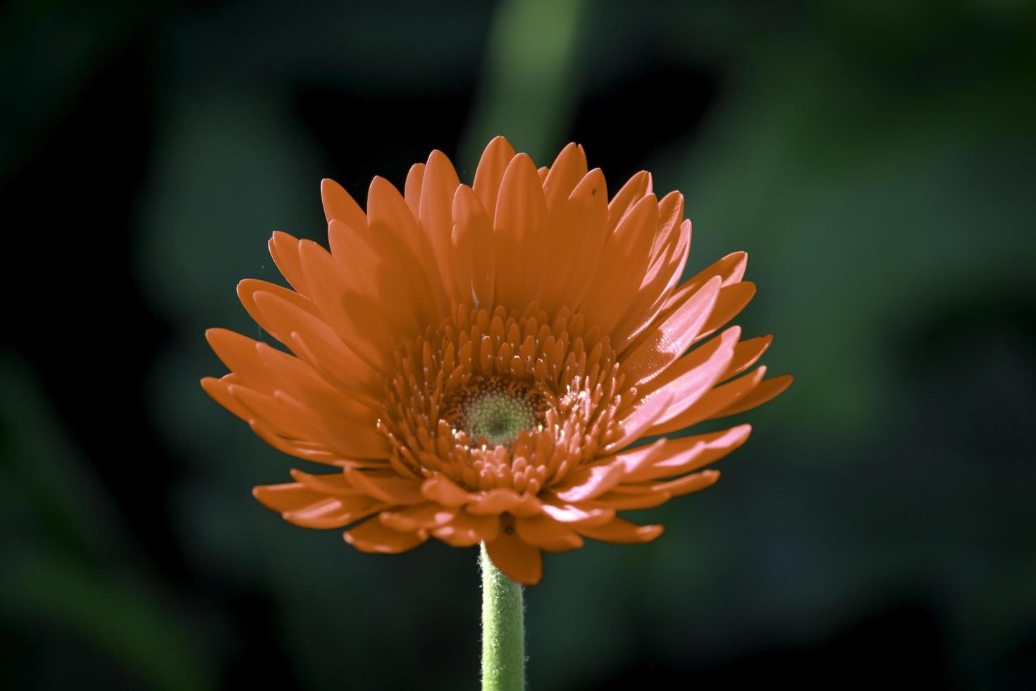 primo piano del bellissimo fiore rosso della gerbera che fiorisce nel giardino foto