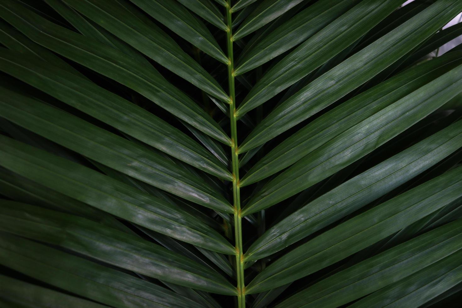 foglia di palma verde tropicale, sfondo verde scuro con motivo naturale, pianta esotica. foto