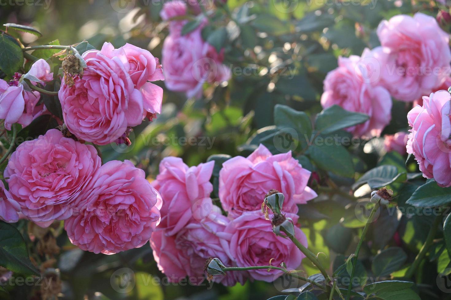 rose inglesi rosa che sbocciano nel giardino estivo, uno dei fiori più profumati, i fiori più profumati, belli e romantici foto