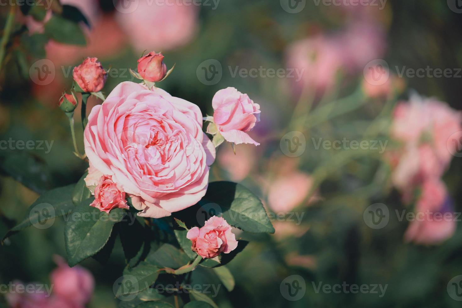 rose bianche che sbocciano nel giardino estivo, uno dei fiori più profumati, i fiori più profumati, belli e romantici foto