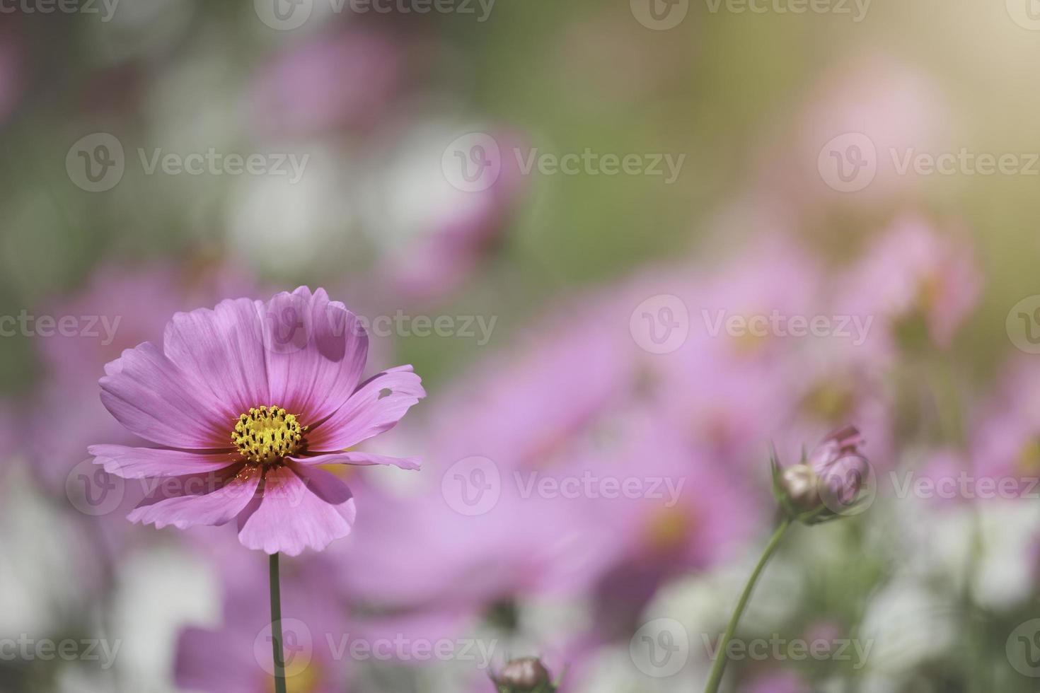 cosmo rosa fiore cosmo in fiore campo di fiori, bellissimo giardino estivo naturale vivido parco all'aperto immagine. foto