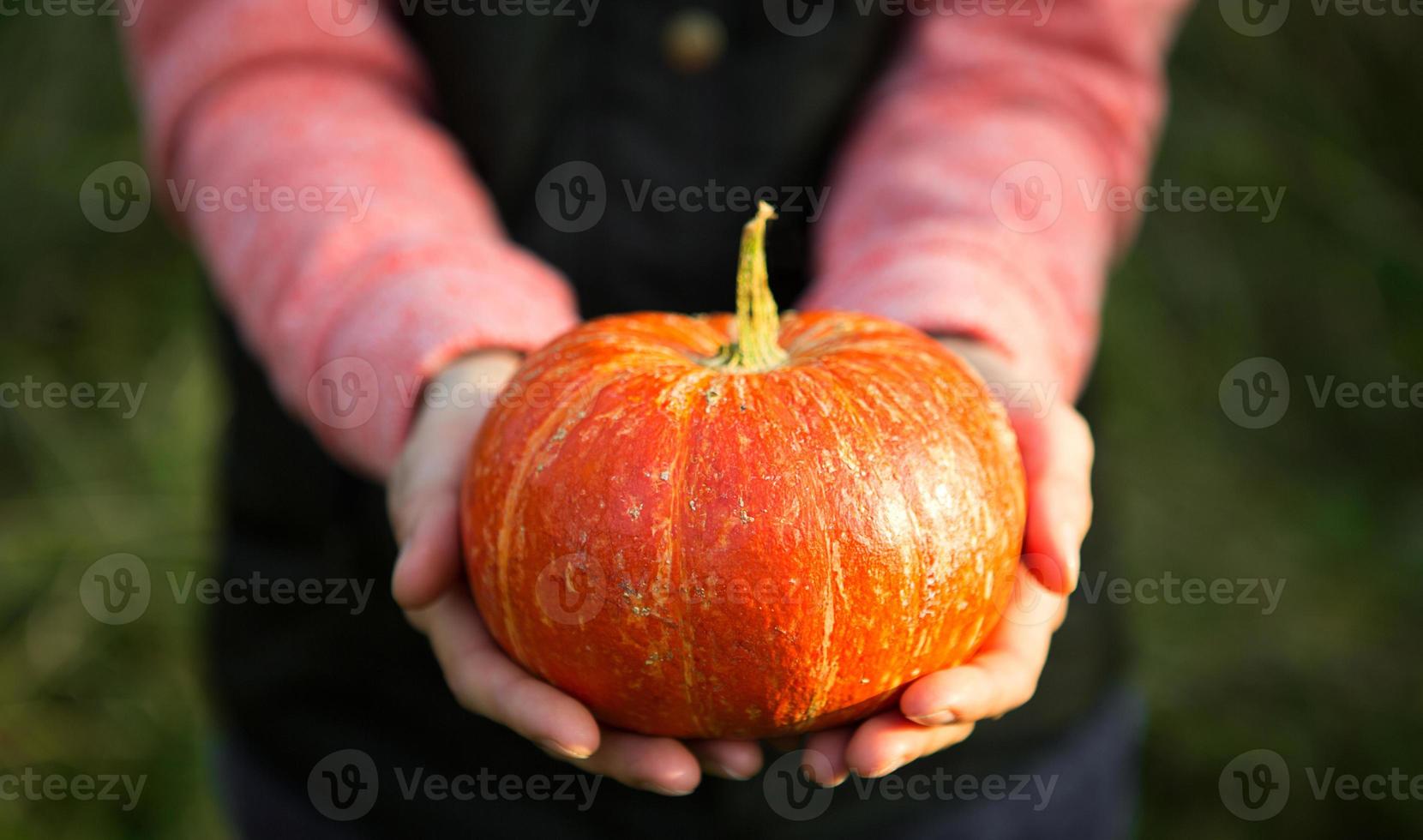 zucca rotonda arancione nelle mani delle donne su uno sfondo verde scuro. festa del raccolto autunnale, agricoltura, giardinaggio, ringraziamento, halloween. atmosfera calda, prodotti naturali. spazio per il testo foto