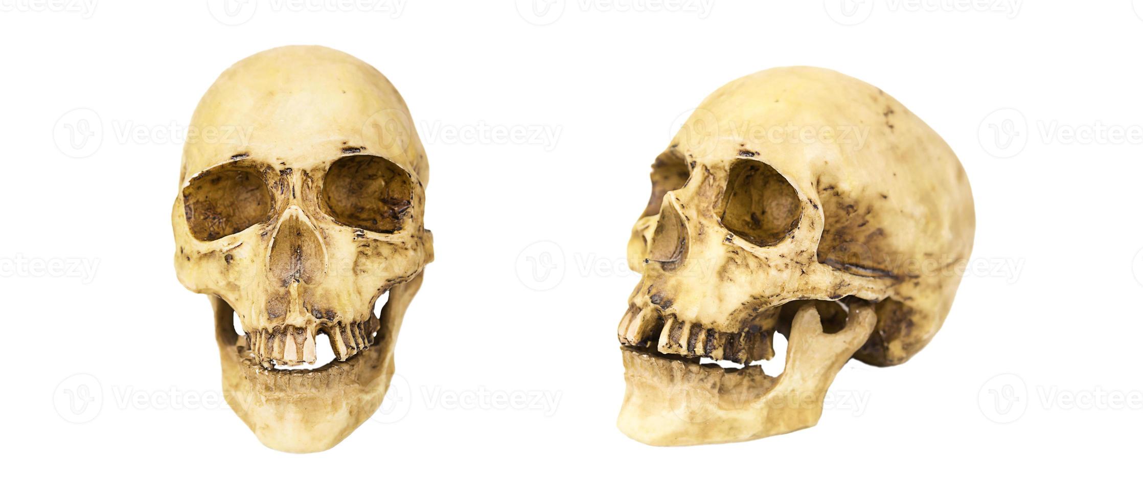 un modello di teschio umano su sfondo bianco, isolato. osso della testa, orbite, denti: un concetto per scienza, medicina, halloween. foto