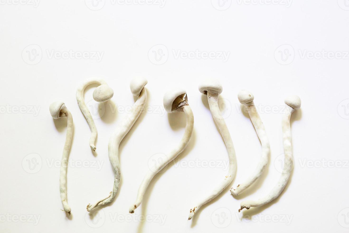 funghi secchi di psilocibina su sfondo bianco, varietà psilocybe cubensis rasta bianco. coltivazione, creazione di condizioni. microdosaggio, viaggio psichedelico, ricreazione e cambio di coscienza foto