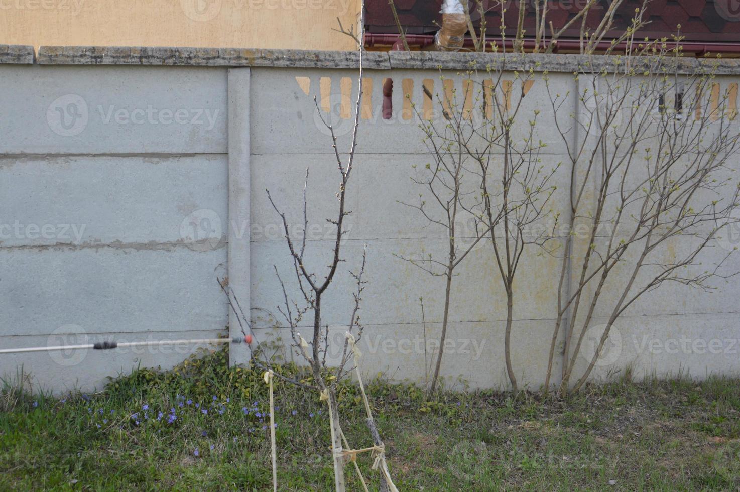 spruzzare alberi e piante con una soluzione per proteggere foto