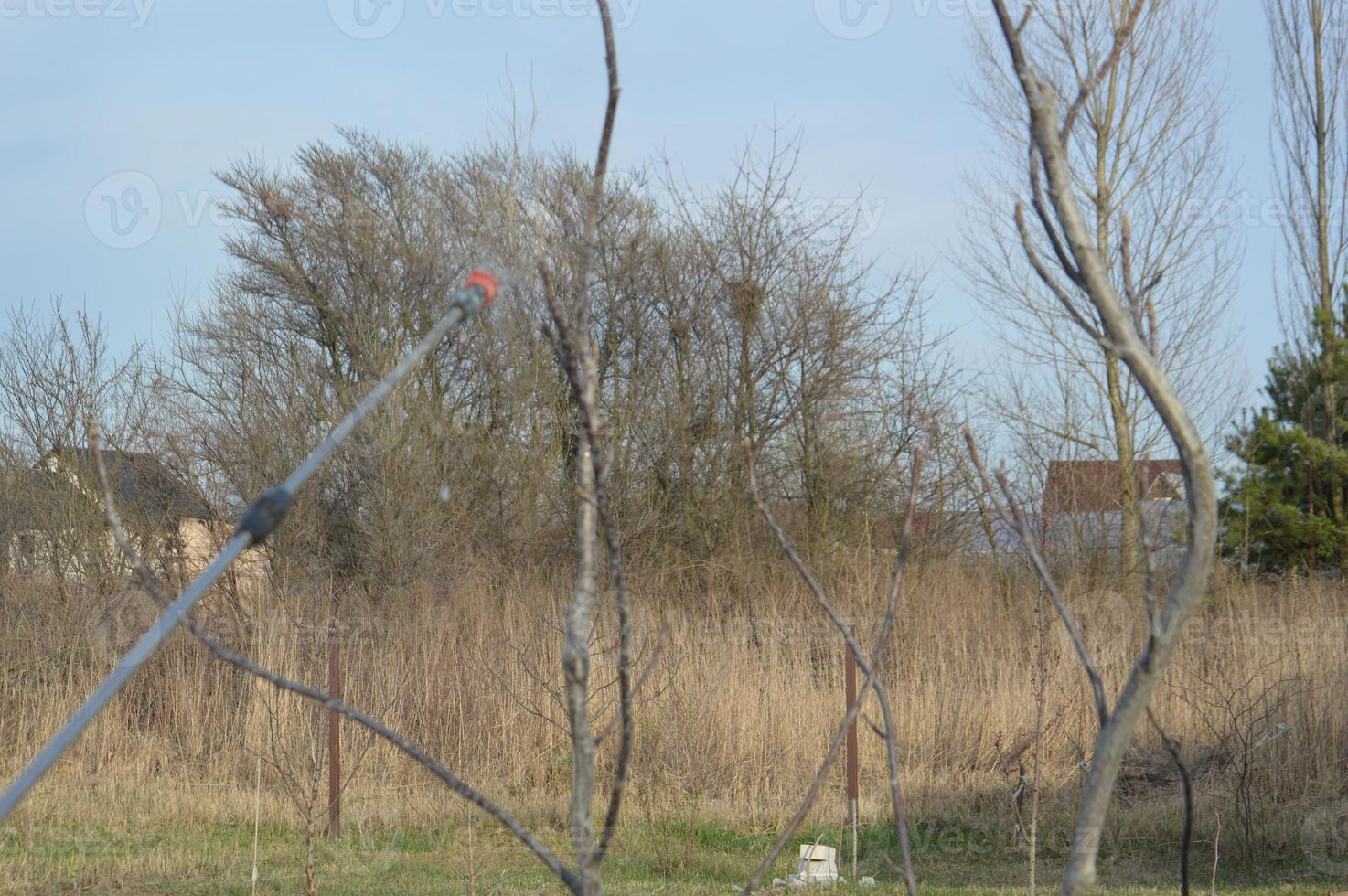 spruzzare alberi e piante con una soluzione per proteggere foto