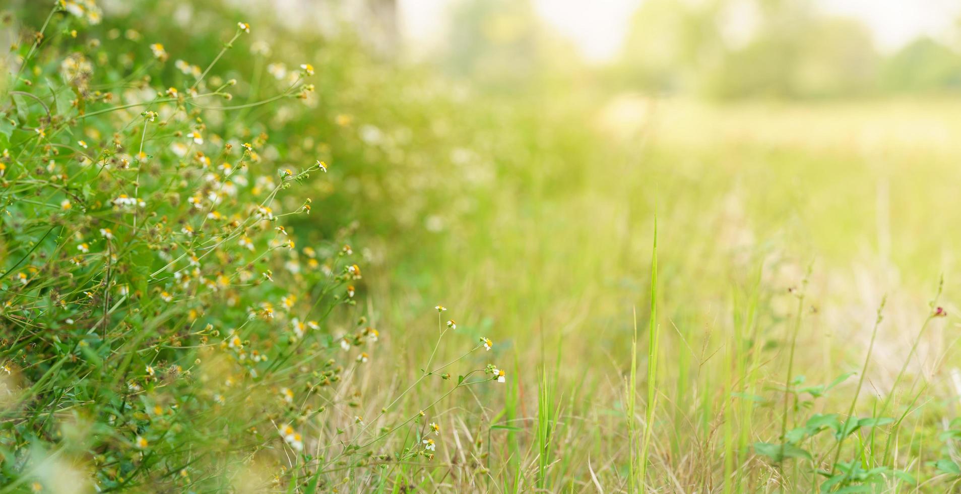 bella vista del mini fiore bianco con polline giallo sotto la luce del sole con spazio di copia utilizzando come sfondo verde foglia natura piante paesaggio, ecologia carta da parati pagina concetto. foto