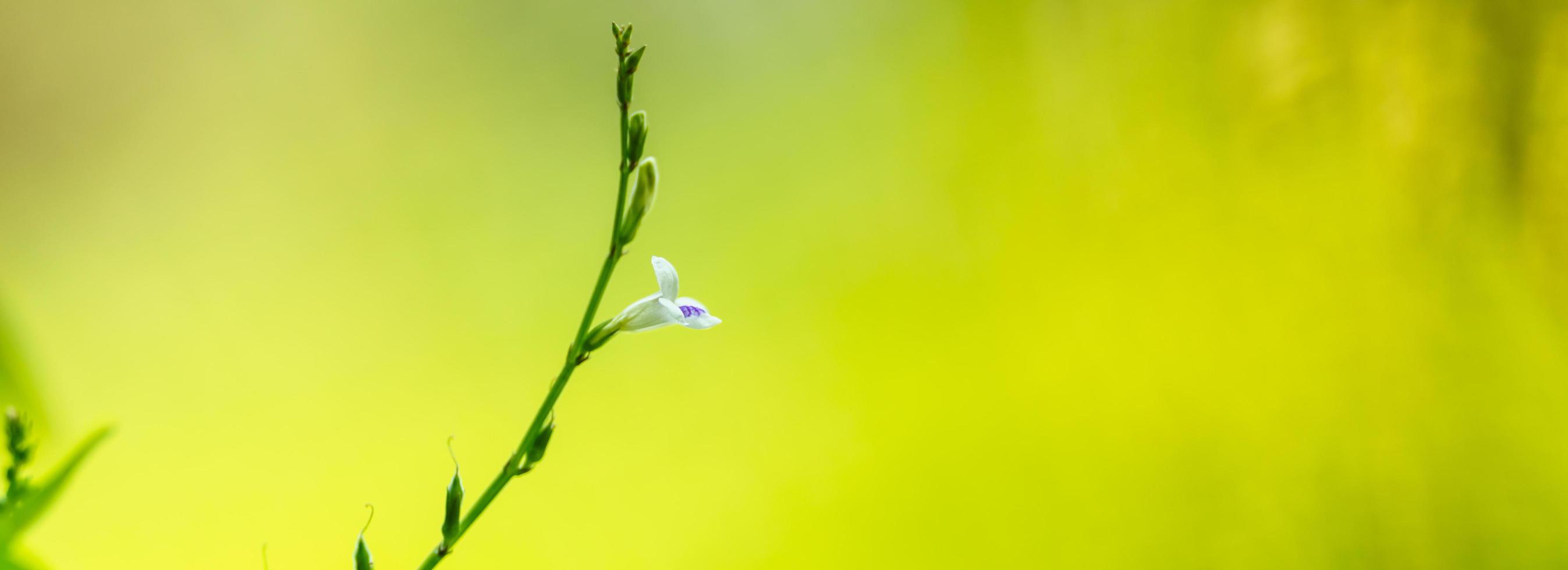 primo piano di un bellissimo mini fiore bianco e viola sotto la luce del sole con spazio di copia utilizzando come sfondo verde piante naturali paesaggio, concetto di pagina di carta da parati ecologia. foto