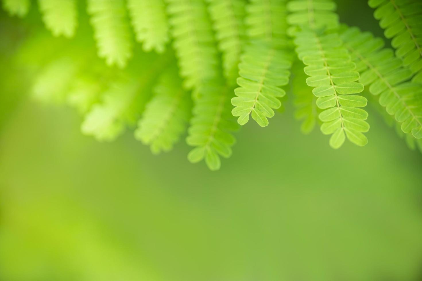 primo piano della natura vista foglia verde su sfondo verde sfocato sotto la luce del sole con bokeh e spazio di copia utilizzando come sfondo il paesaggio di piante naturali, concetto di carta da parati ecologica. foto