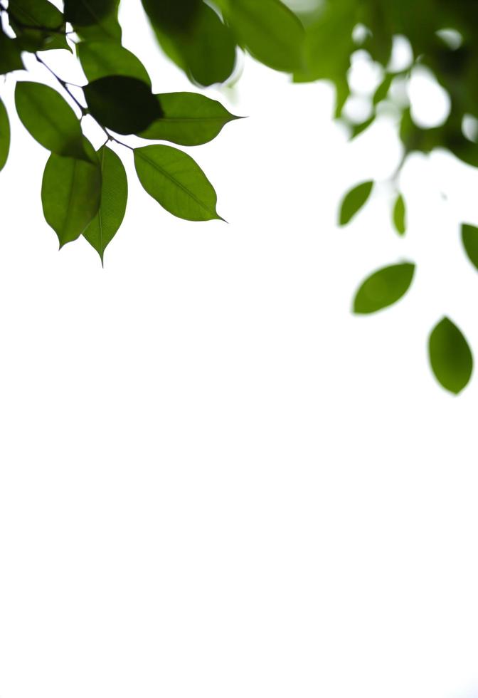 primo piano della vista della natura foglia verde su sfondo bianco isolato sotto la luce del sole con spazio di copia utilizzando come sfondo il paesaggio delle piante naturali, il concetto di copertura ecologica. foto