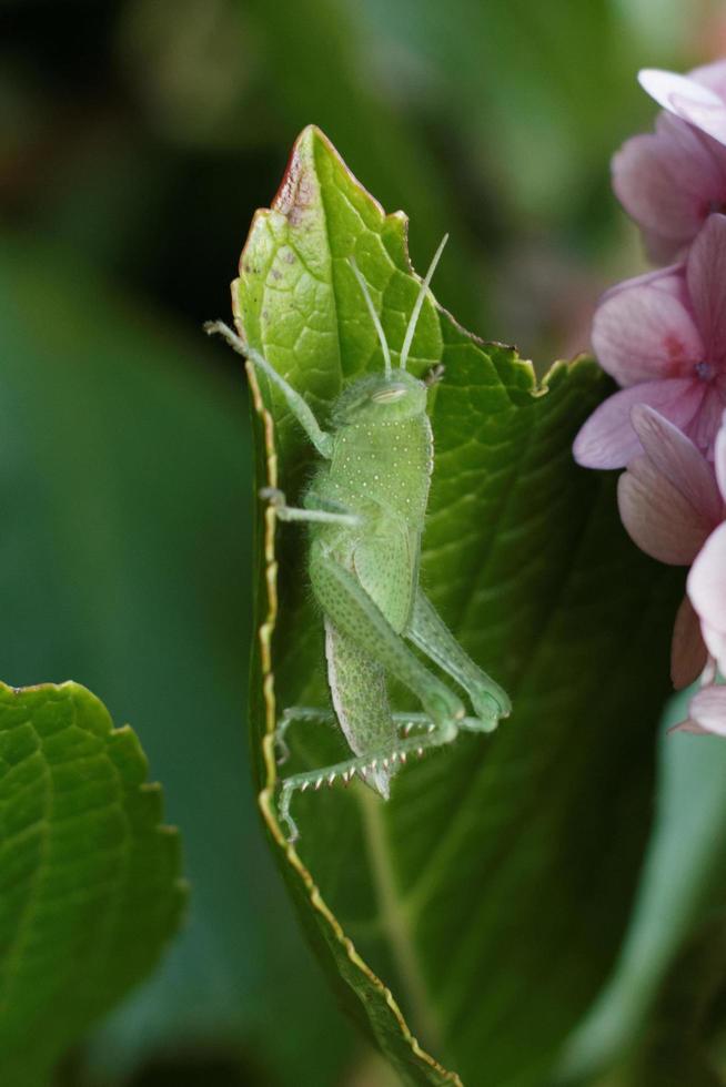 cavalletta verde dell'uccello foto