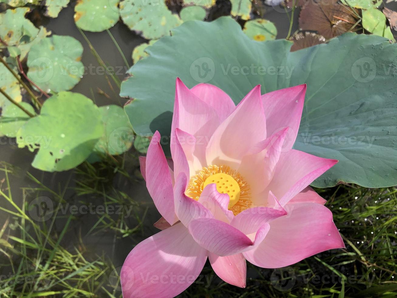 il fiore di loto sboccia magnificamente nel campo foto