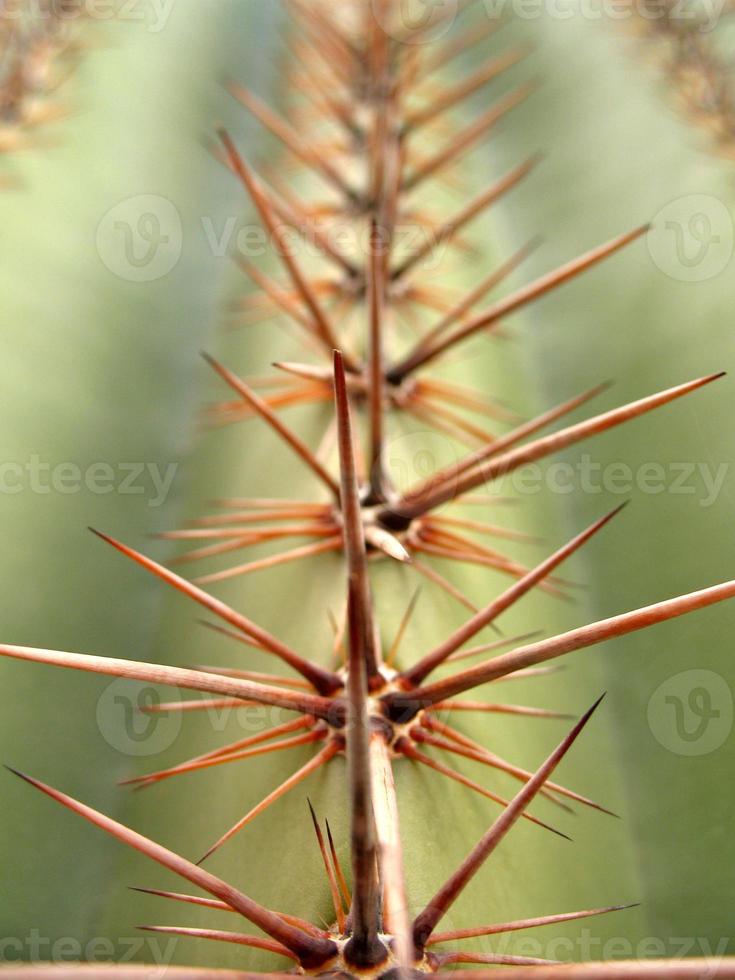 macro di cactus saguaro foto