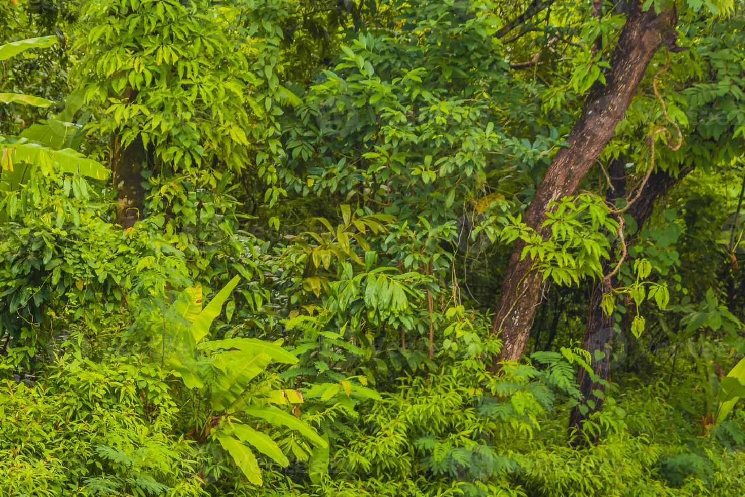 priorità bassa di struttura della foresta della giungla tropicale da thalang phuket tailandia. foto