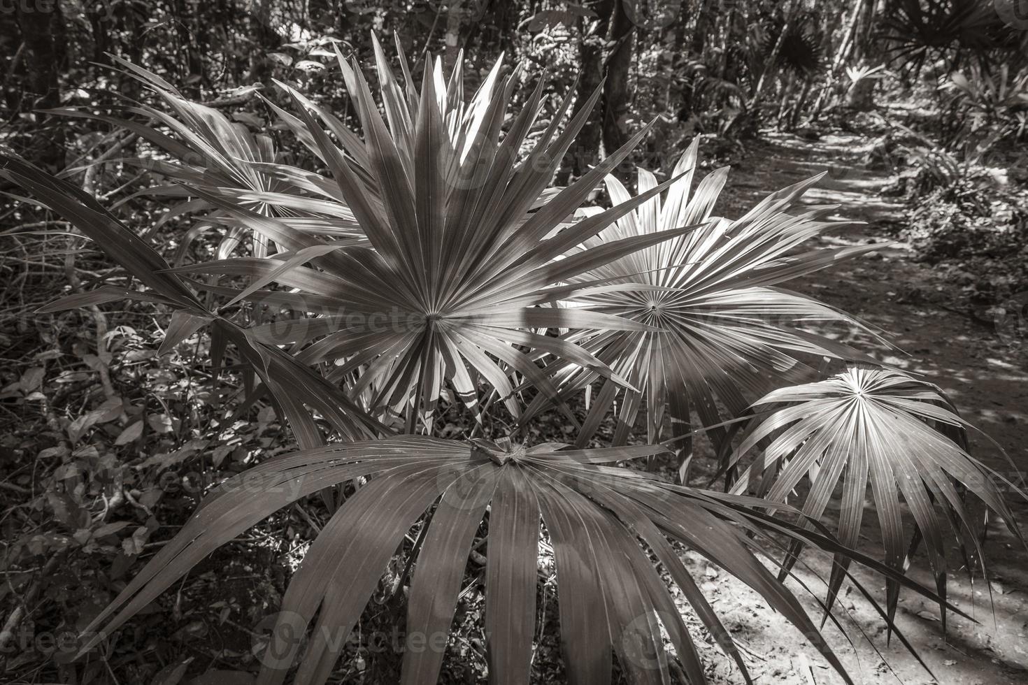 giungla naturale tropicale foresta piante alberi muyil rovine maya messico. foto