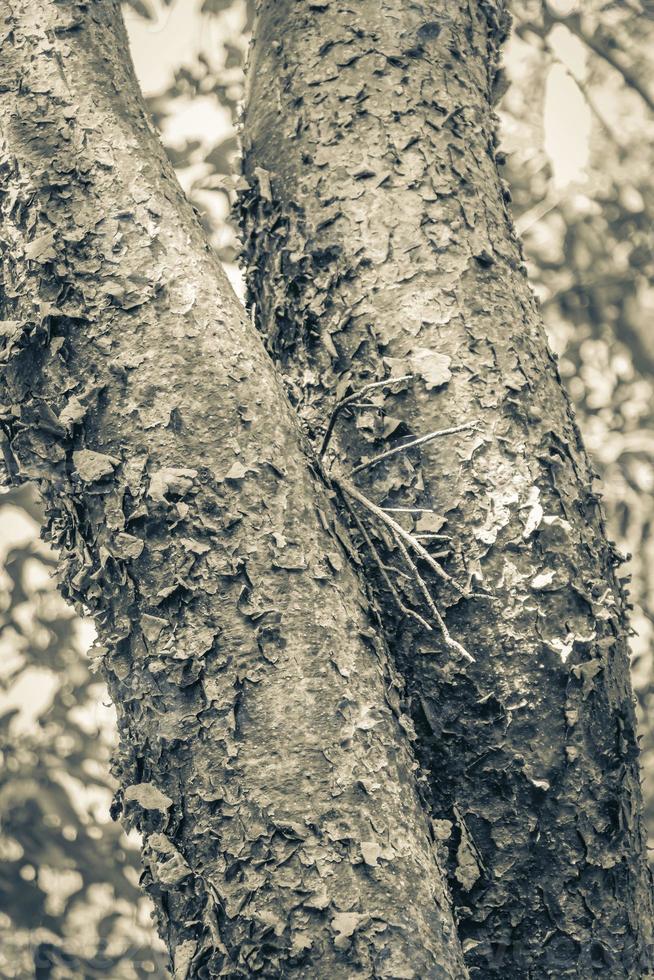 albero tropicale di gumbo-limbo con corteccia sbucciata rossa in messico. foto