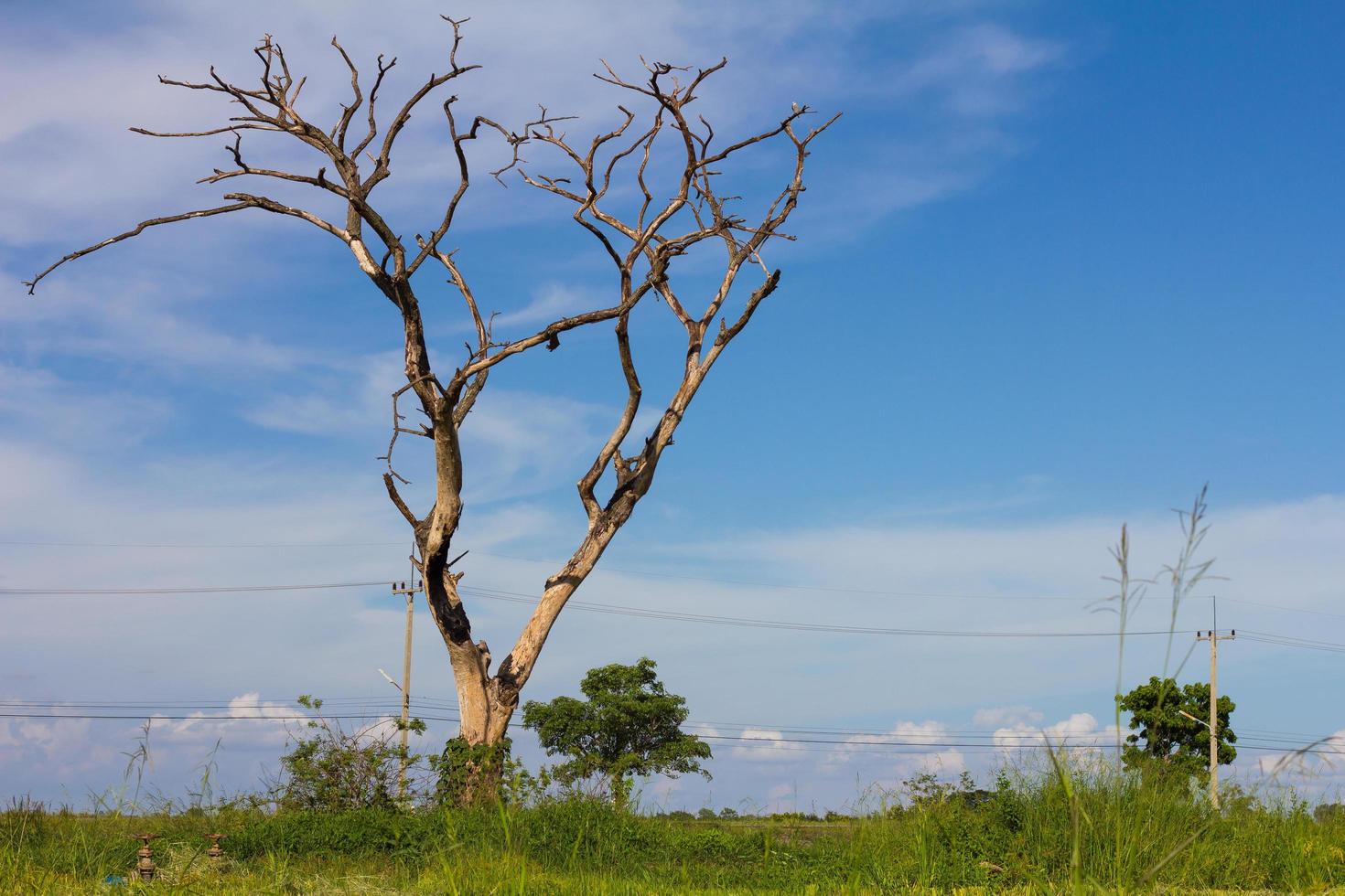 morte secca dell'albero spoglio foto