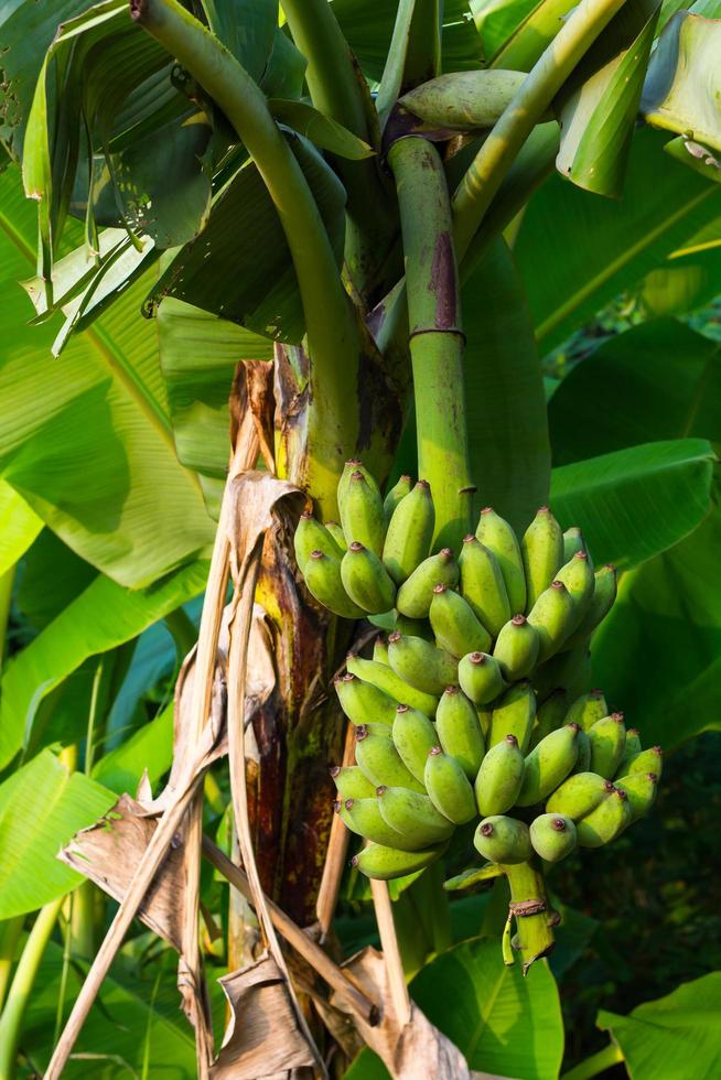 mazzo di banane verdi foto