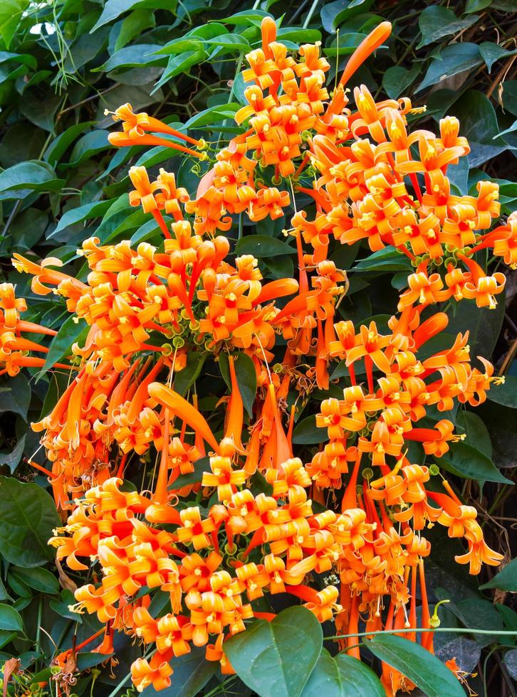 bouquet pirostegia venusta foto