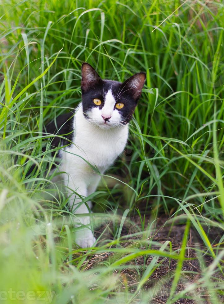 gatto bianco e nero nell'erba. foto