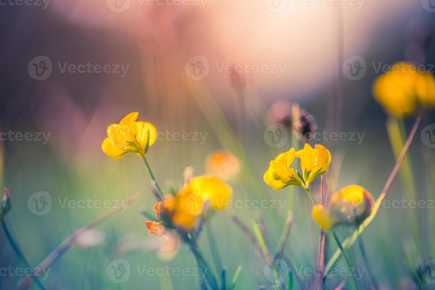 tramonto astratto campo paesaggio di fiori gialli e prato d'erba sulla calda ora d'oro tramonto o alba. primo piano tranquillo della natura di primavera estate e sfondo sfocato della foresta. natura idilliaca foto