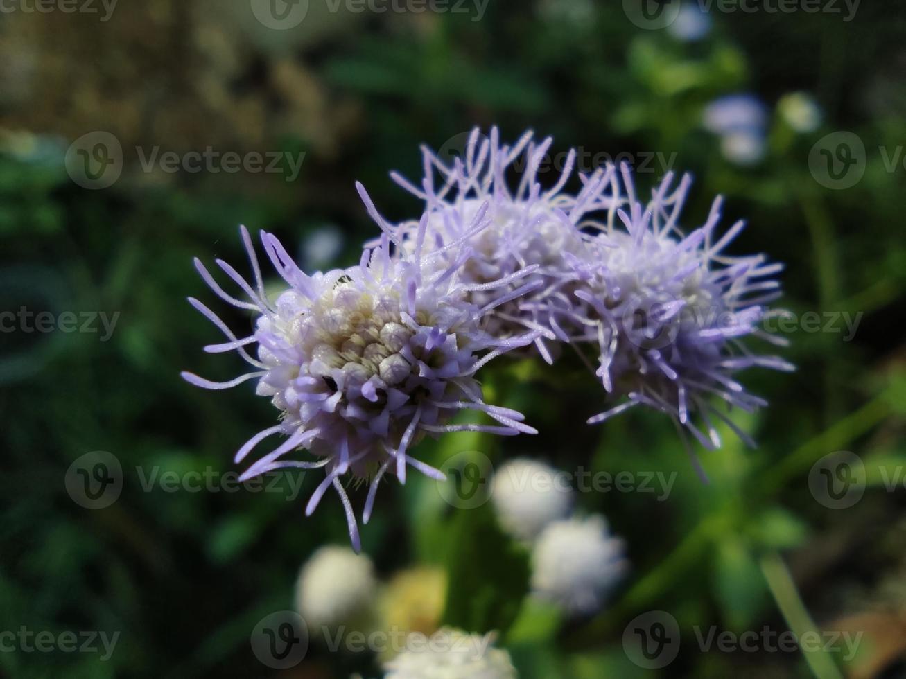 macro ravvicinata di fiori chiamati praxelis clematidea o bandotan foto