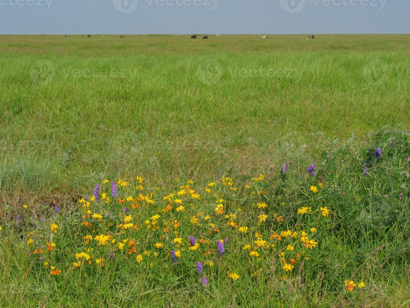 Hallig hooge nel mare del nord tedesco foto