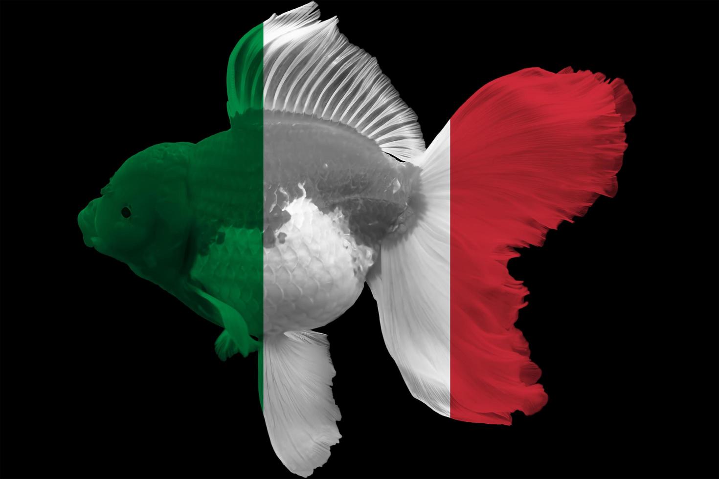 bandiera d'italia sul pesce rosso foto