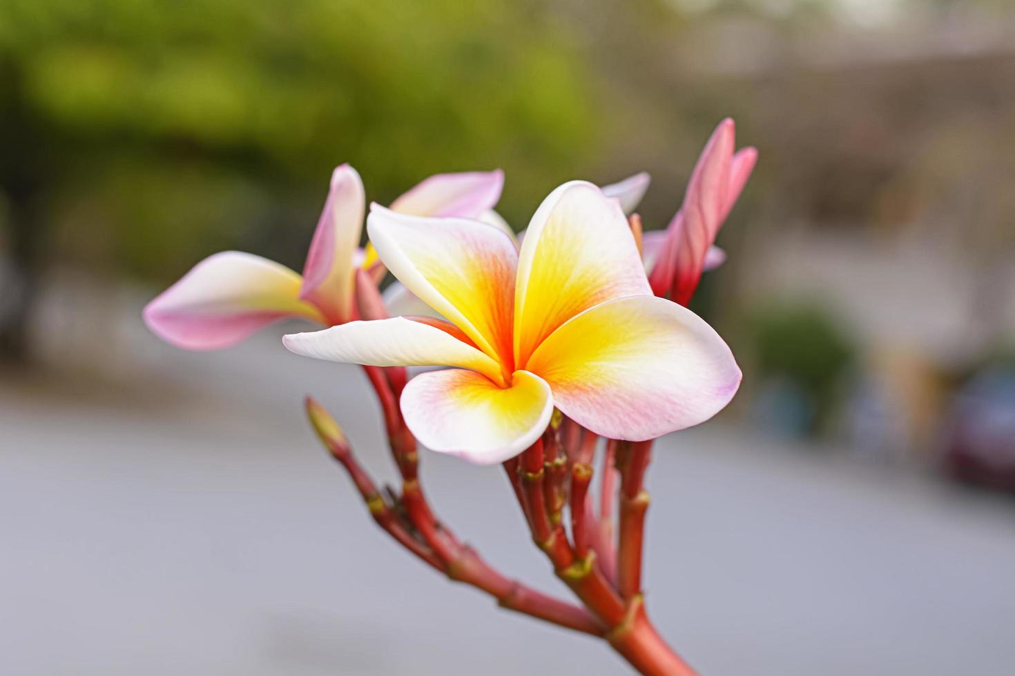 i fiori di plumeria sono così belli che popolari in Thailandia. foto