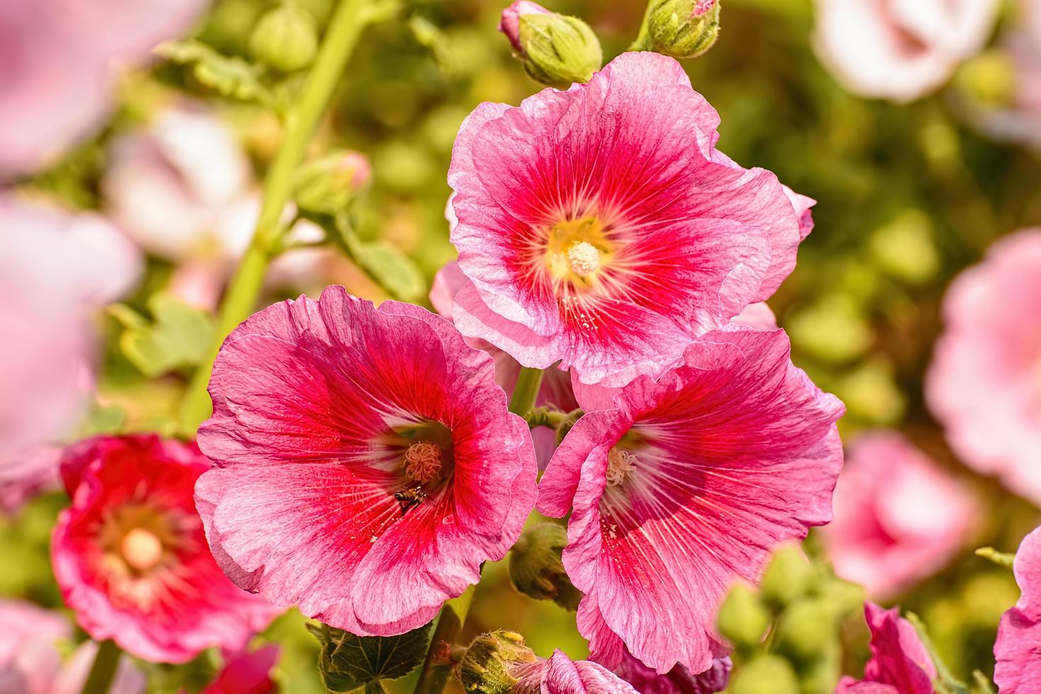 il fiore della malvarosa è di molti colori e bello in giardino. foto