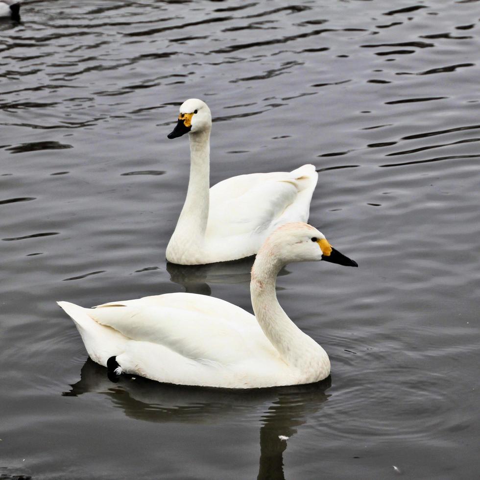 un primo piano di un cigno di Bewick foto