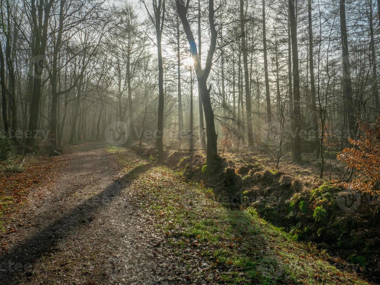 mattina gelida in inverno foto