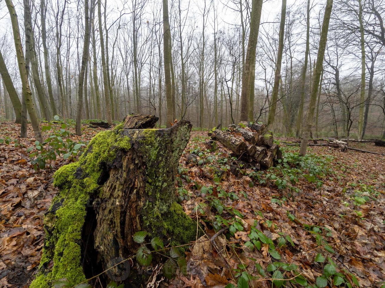 ceppo di albero ricoperto di muschio nel sole invernale nella foresta foto