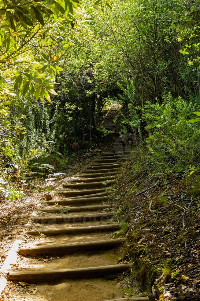 sentiero sentiero nella foresta del giardino botanico nazionale di Kirstenbosch. foto