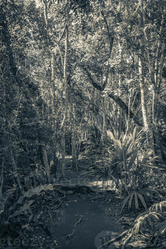 giungla tropicale piante alberi sentieri per passeggiate rovine maya di muyil messico. foto