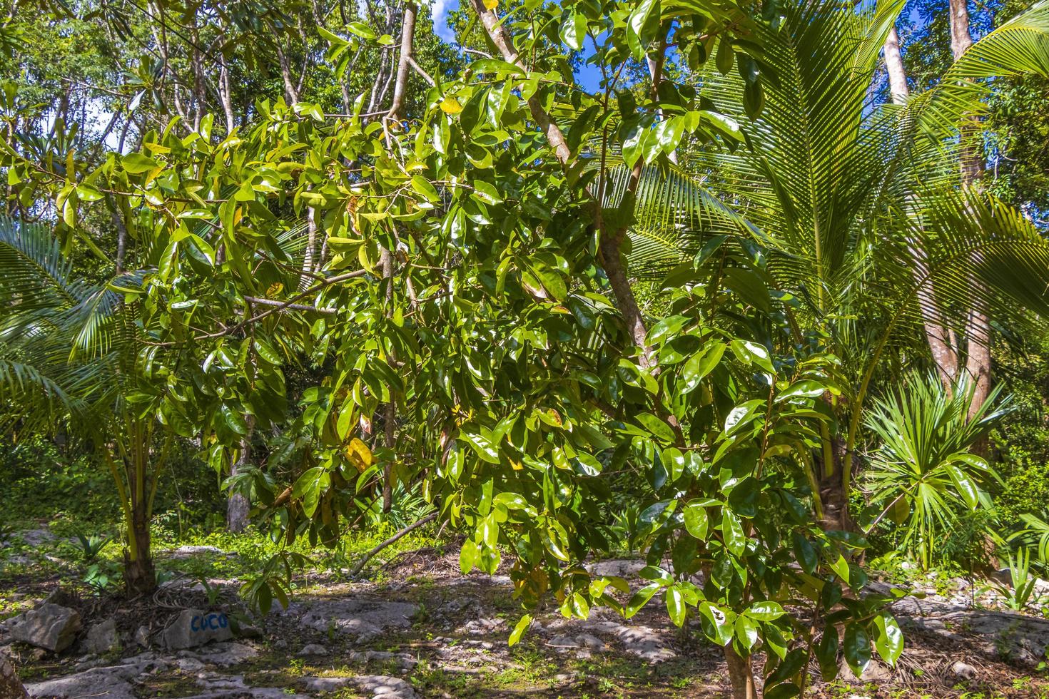 piante tropicali nella foresta naturale della giungla puerto aventuras messico. foto