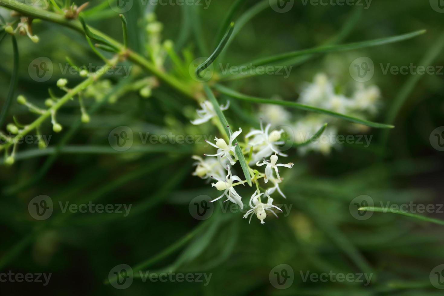 fiore bianco di shatavari che fiorisce sul ramo e sfoca lo sfondo delle foglie verdi. foto