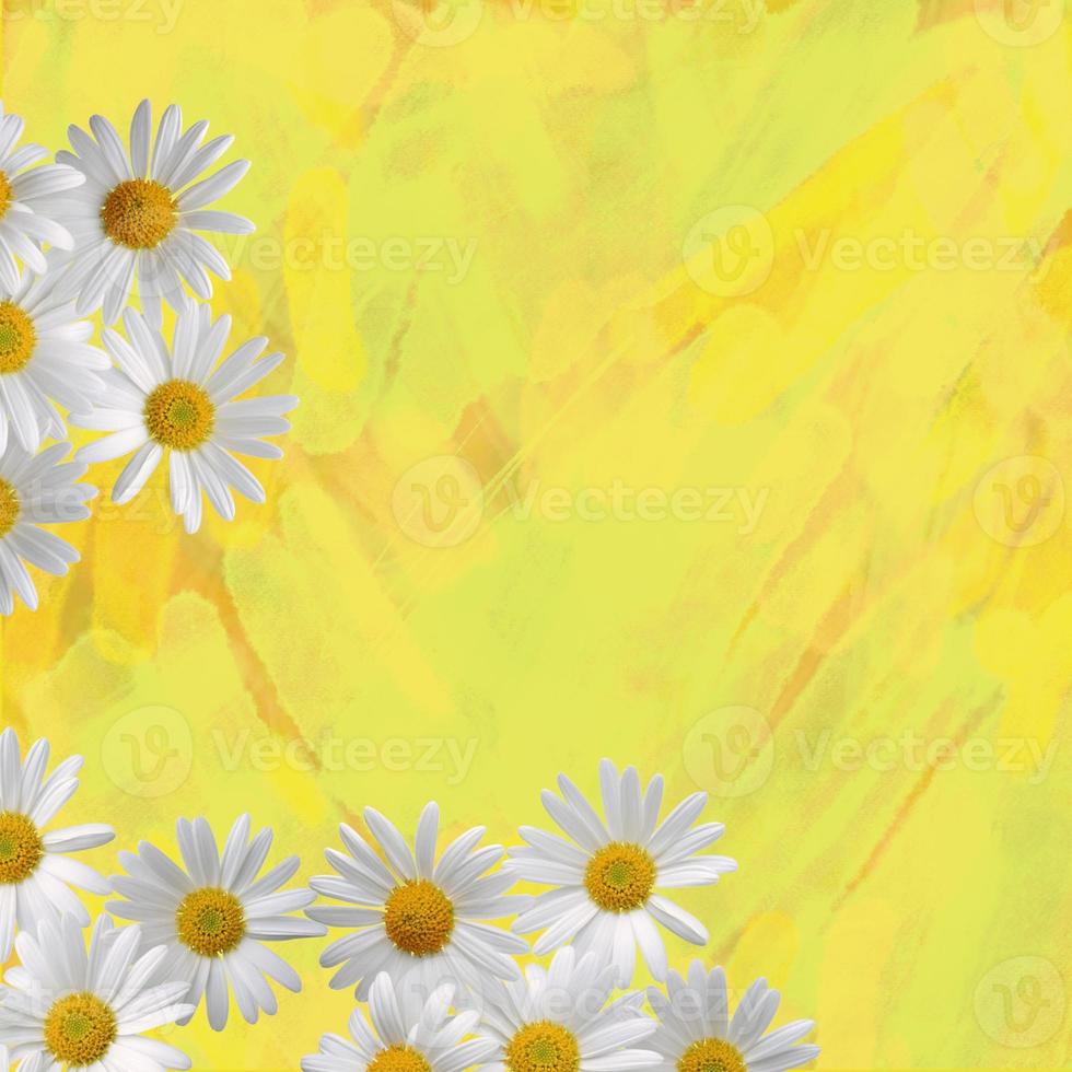 margherita camomilla fiori bianchi sfondo texture cornice bordo colore giallo foto