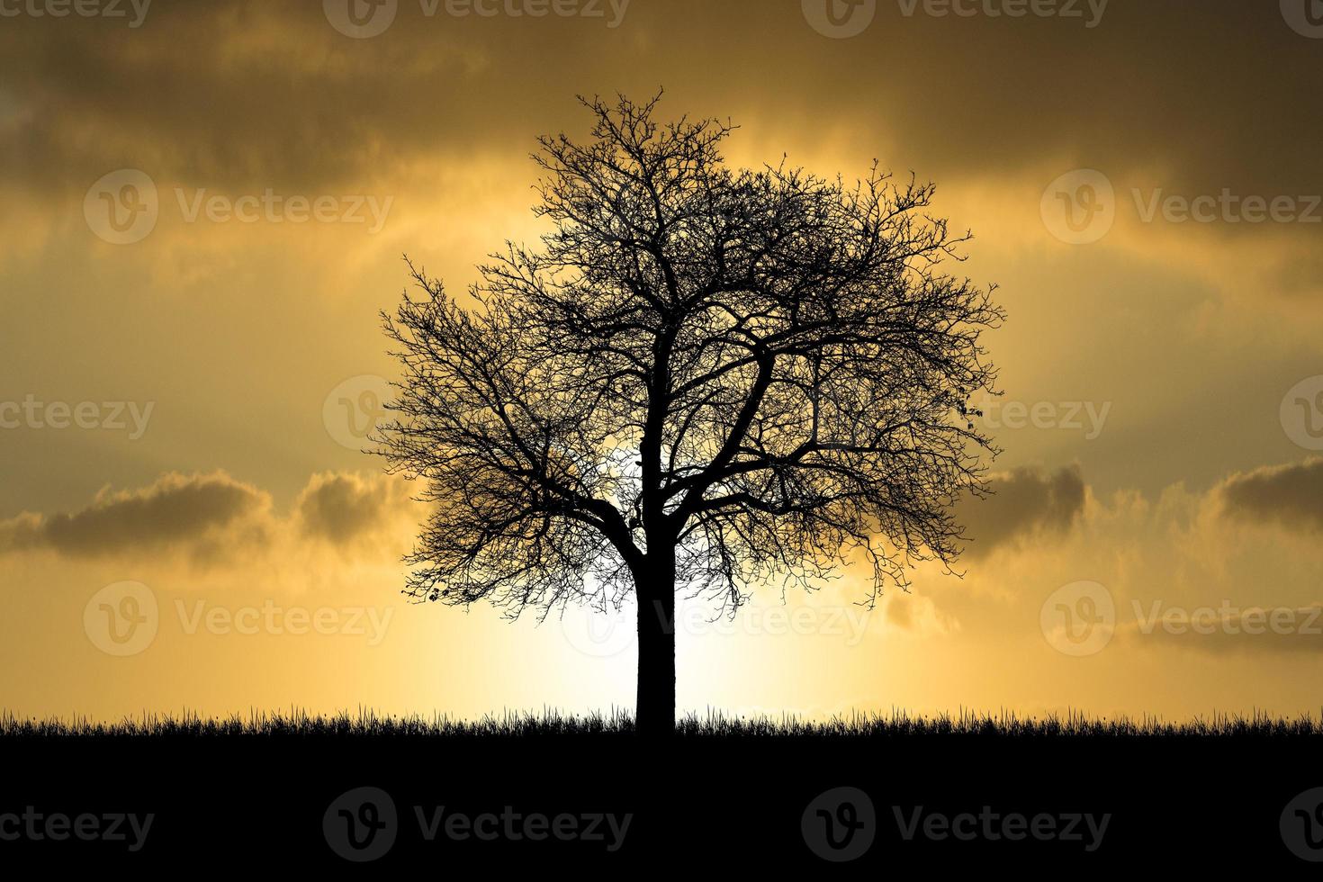 silhouette alberi nel prato con una bella luce naturale. da usare come sfondo foto