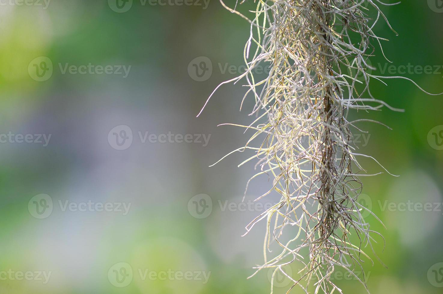 Il muschio spagnolo è una pianta decorativa per la casa. per prevenire la polvere foto