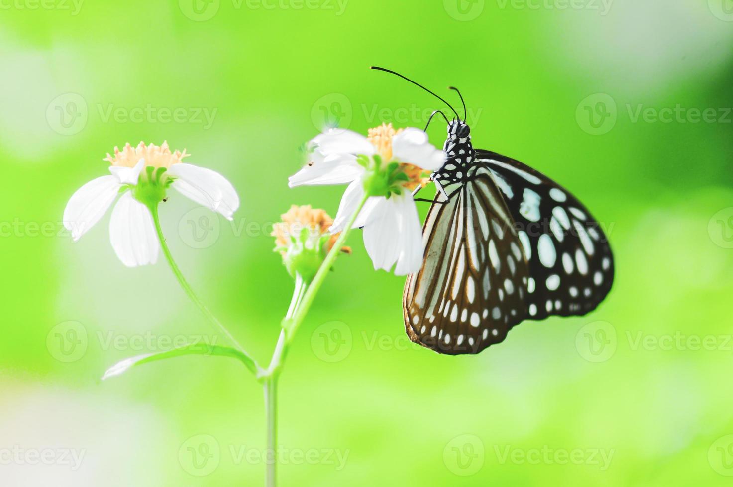 bellissime farfalle in natura stanno cercando il nettare dai fiori nella regione tailandese della tailandia. foto