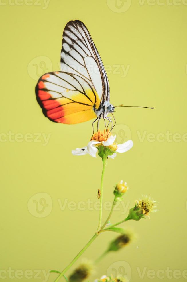 bellissime farfalle in natura stanno cercando il nettare dai fiori nella regione tailandese della tailandia. foto