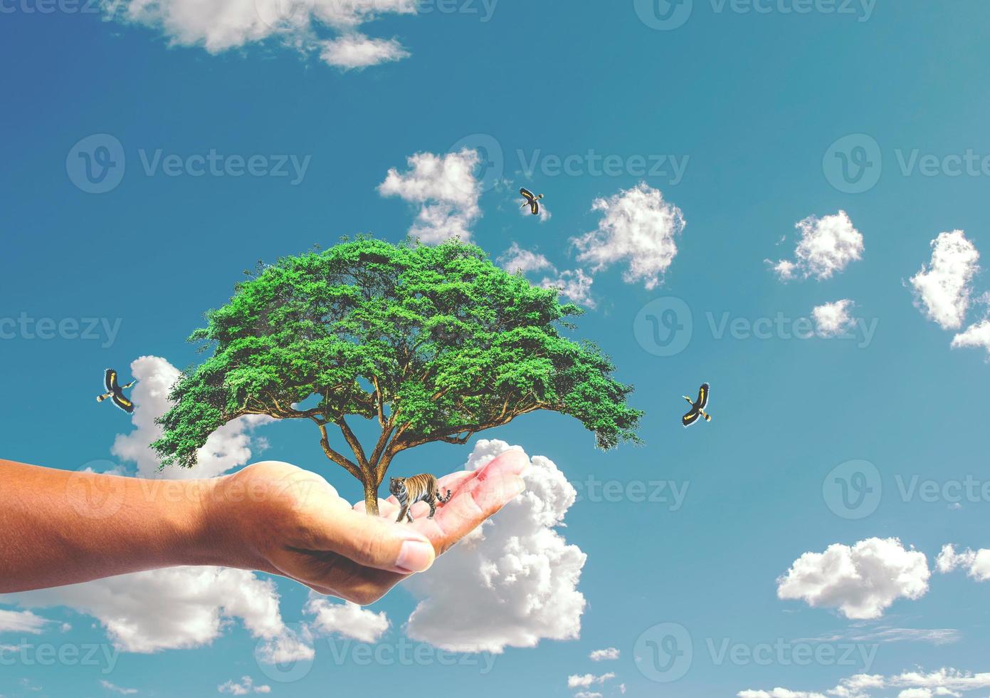 il concetto di salvare il mondo, proteggere l'ambiente. albero in mano per il cambiamento foto