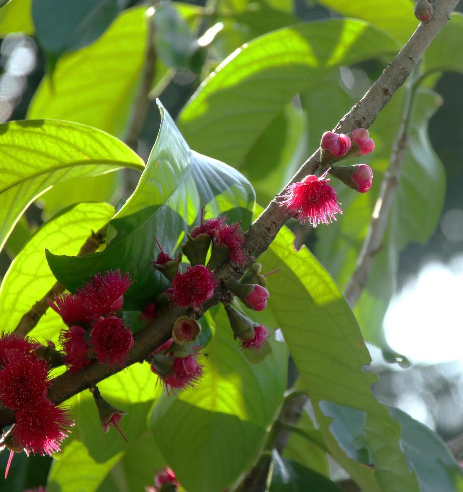 fiore rosa brillante di mela malese sono sul ramo e sfocano foglie verde scuro, un po' di luce solare su fiori e rami, tailandia. foto