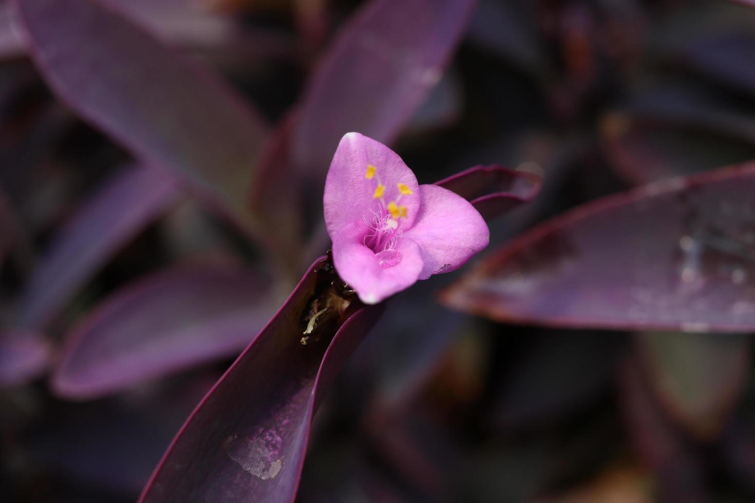 un fiore di cuore viola e foglie viola scuro sfocano lo sfondo. una piccola goccia d'acqua è sul petalo. un altro nome è pianta di ostrica, giglio di barca, tradescantia viola. foto