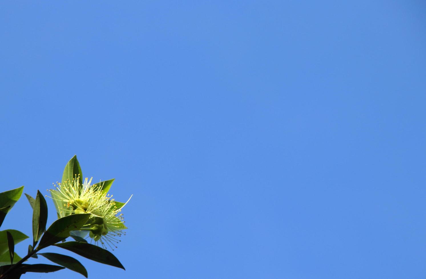 penda d'oro o expo fiore d'oro e cielo blu. foto