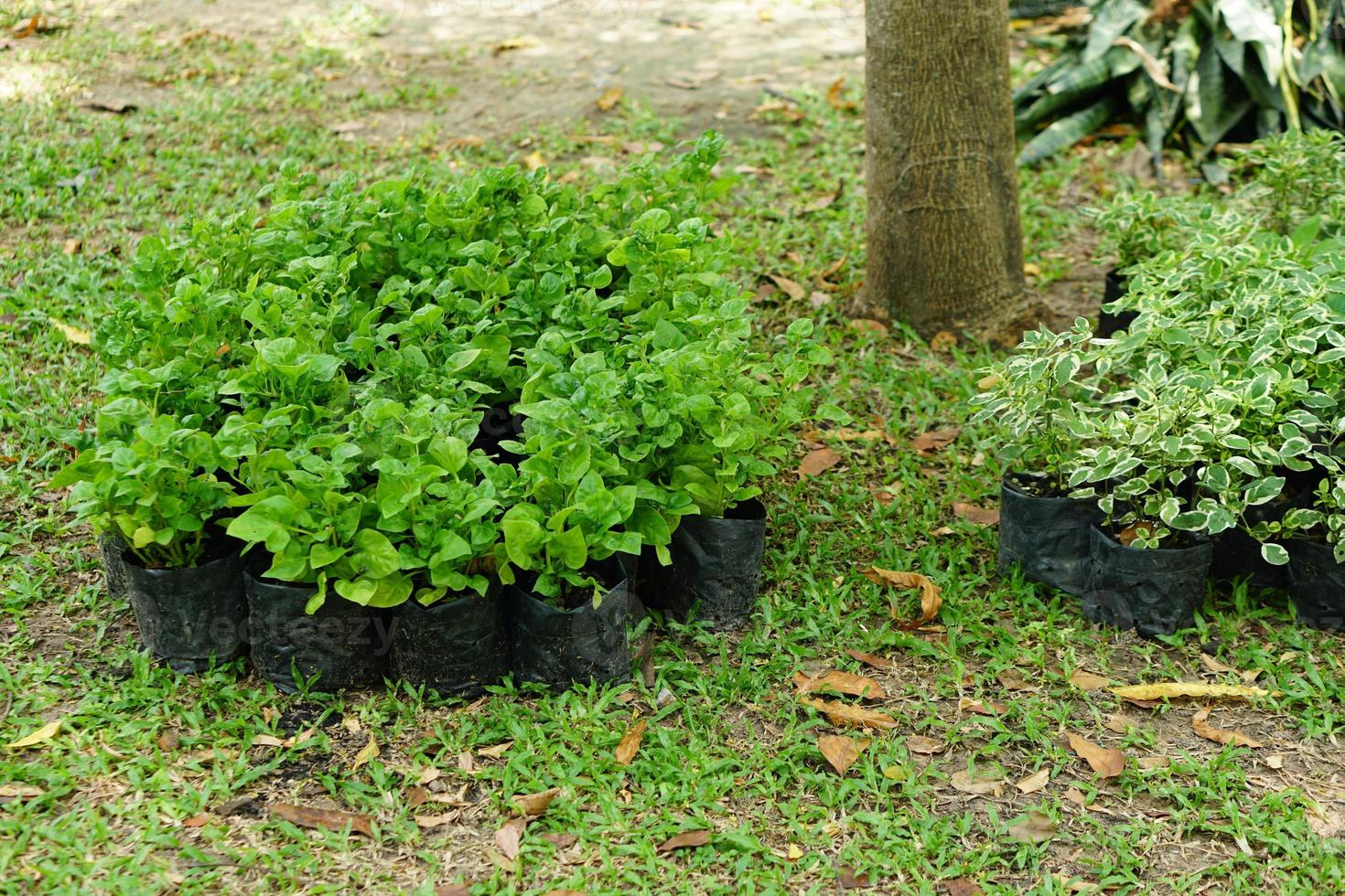 piante ornamentali verdi preparate per la semina in giardino foto