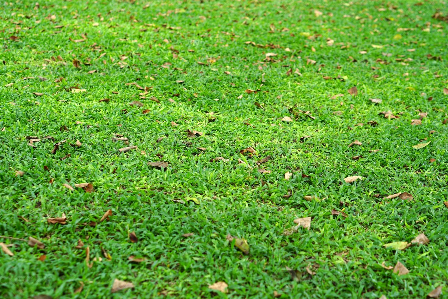 erba verde e foglie secche nel parco foto