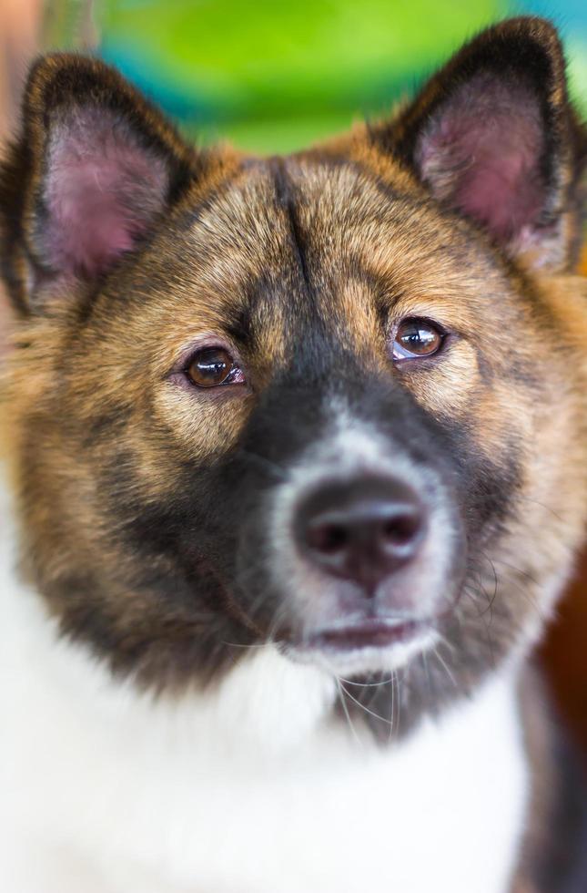 il cane sembra sospettoso foto