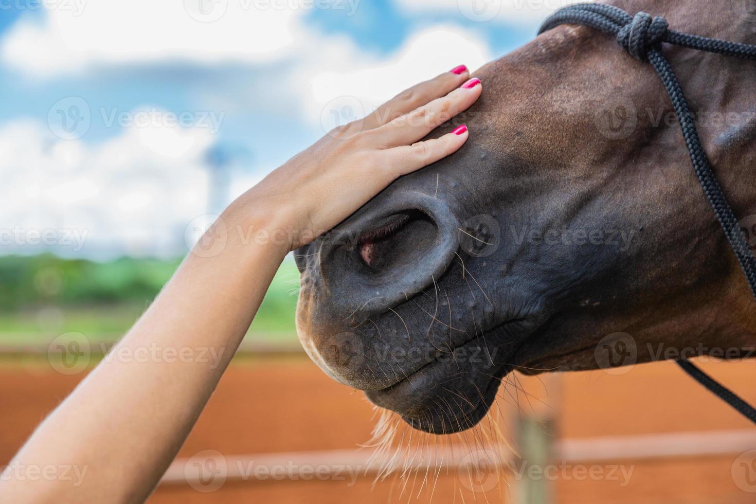 una mano tesa fa un gesto amichevole a un cavallo alzandogli la testa foto